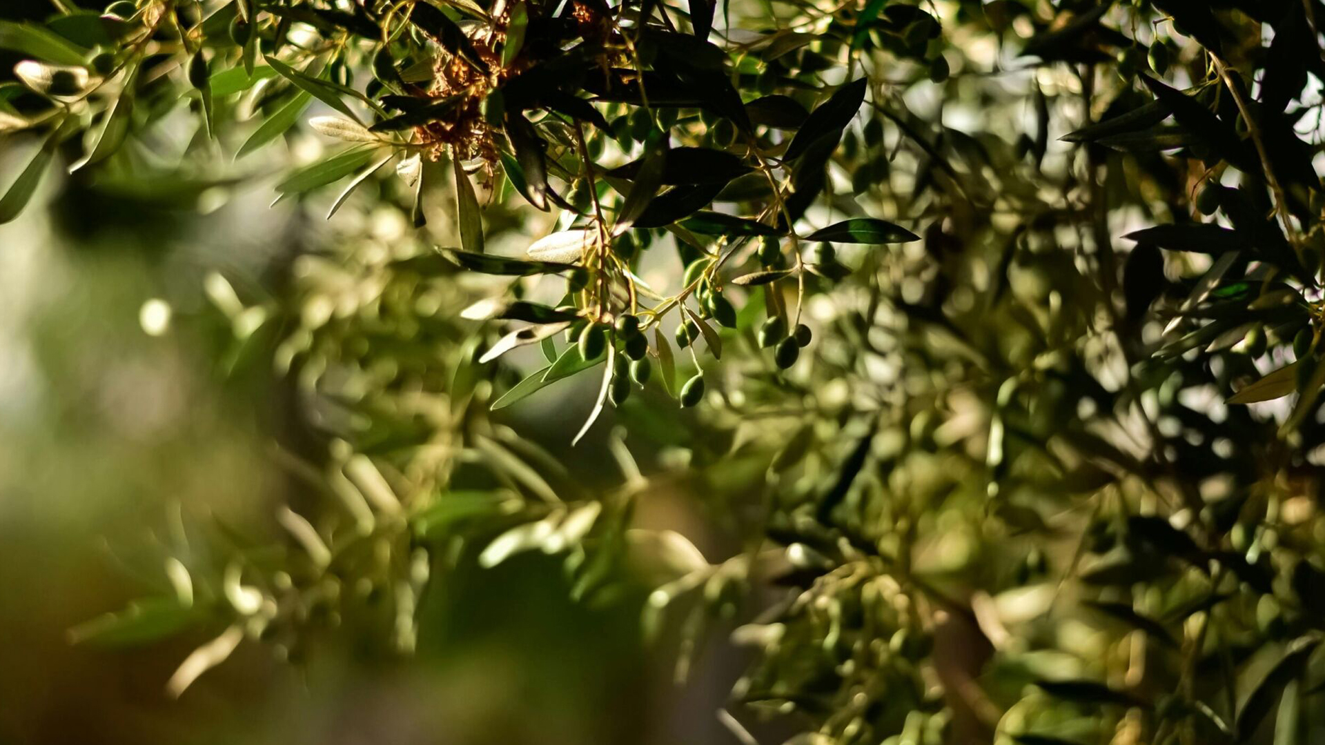 kare-fuar-agro-ayvalik-kuzey-ege-tarim-ve-hayvancilik-fuari-zeytin-zirvesi-bg